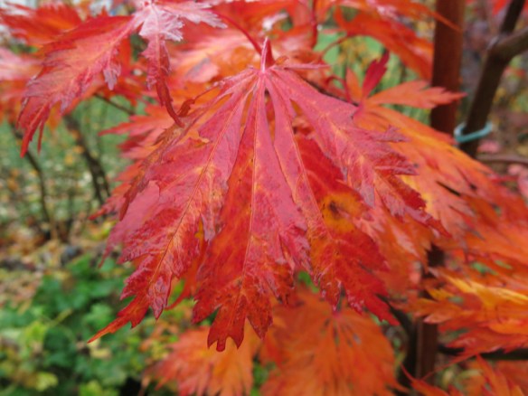 21-okt-16-japansk-lonn-solfjaderslonn-acontifolium