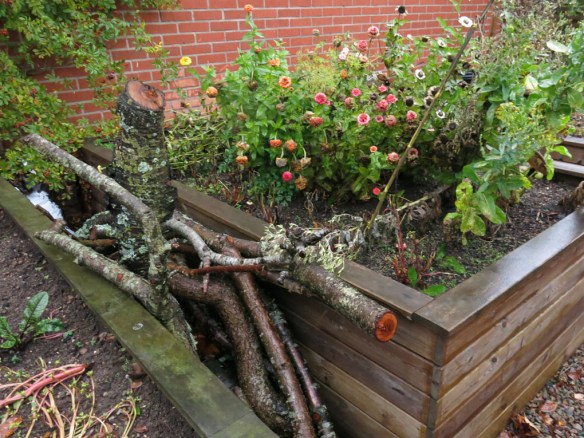 21-okt-16-tradstammar-beskarning-zinnia