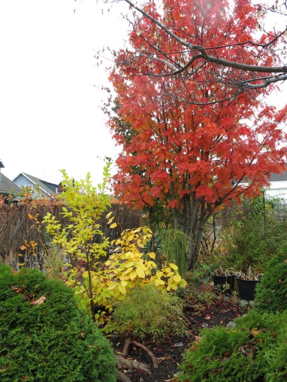 21-okt-16-ullungronn-dodong-tradgardskryddbuske-tradhorn