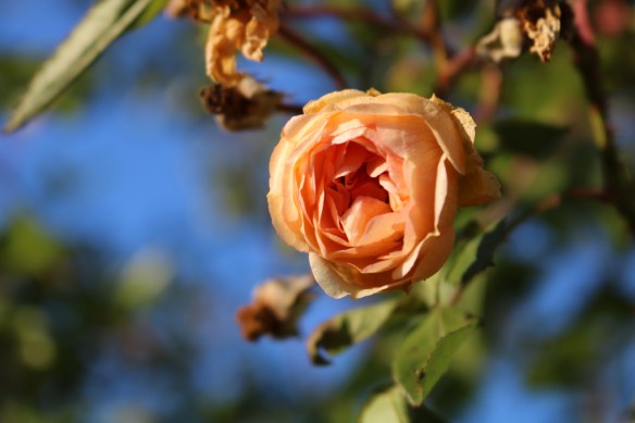 Ros Gislaine de Feligonde