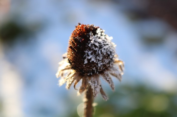 12-nov-16-frost-sommarrudbeckia