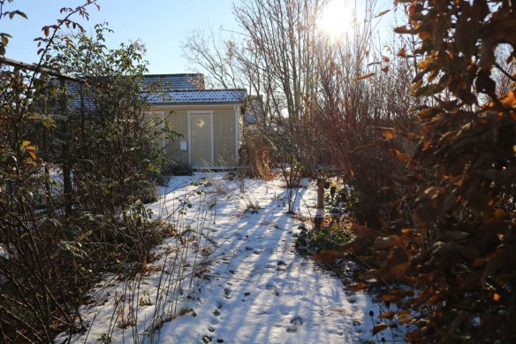 12-nov-16-frost-tradhornet