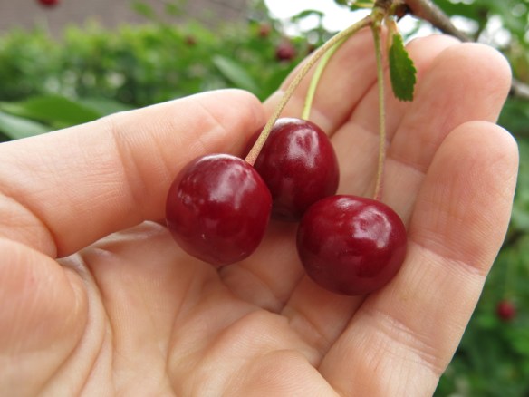 Surkörsbär 'Fanal'