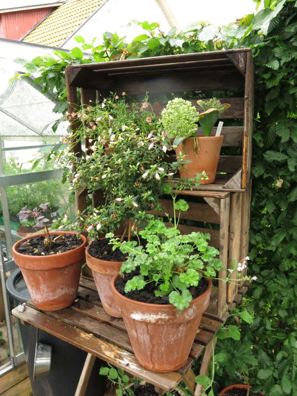 2-juli-16-appellador-stilleben-vaxthuset