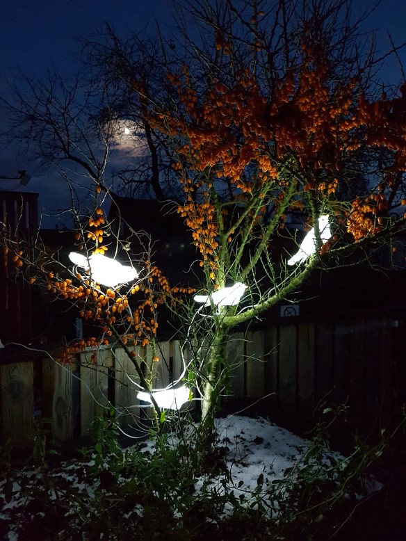 10 Nov 16 måne ledfåglar havtorn