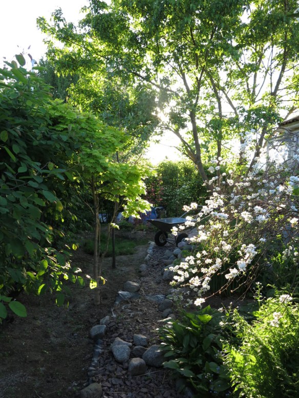 24-maj-16-tradhornet-dammen-ginnalalonn