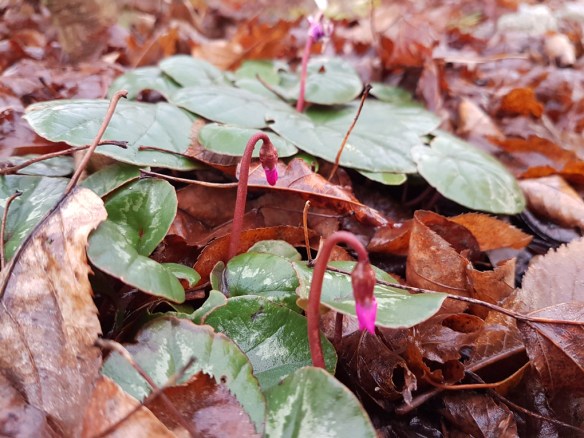 11-dec-dvargcyklamen