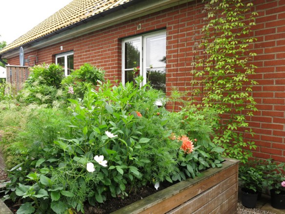 2-juli-16-dahlior-fembladig-akebia