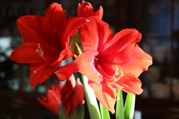 24-dec-16-kok-jul-amaryllis-red-knight-2