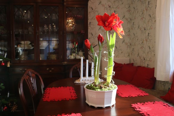 24-dec-16-kok-jul-amaryllis-red-knight-3