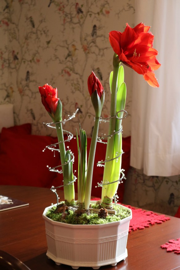 24-dec-16-kok-jul-amaryllis-red-knight-4