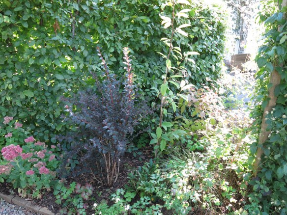 25-sep-16-ingangsrabatten-smallspirea-karleksort