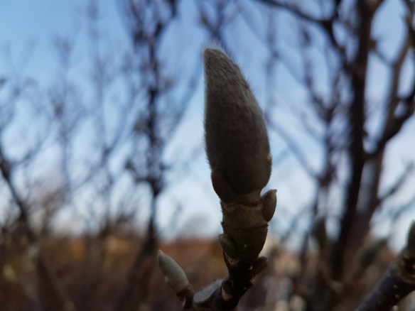 3-dec-16-praktmagnolia-knopp