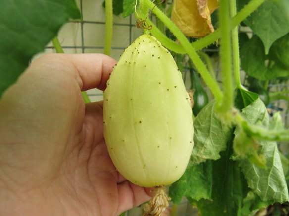 14-juli-16-gurka-miniature-white