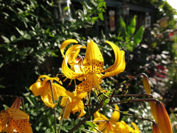 2-aug-15-ngs-93-ta-7