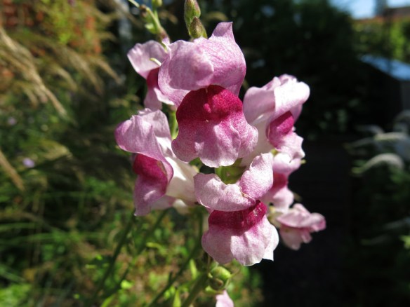 22-juli-16-lejongap-opus-plum-blossom