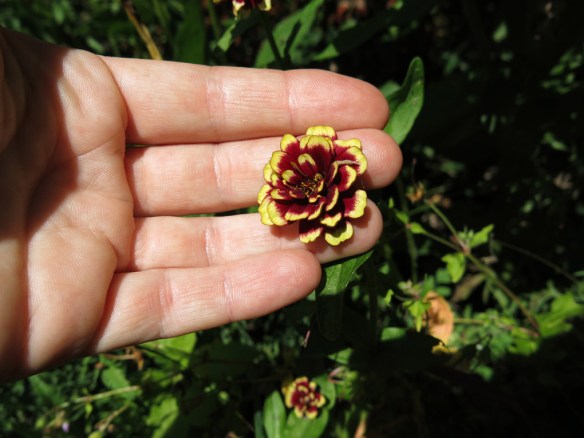 22-juli-16-zinnia-aztec-burgendy-bicolor