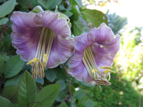 25-sep-16-klockranka