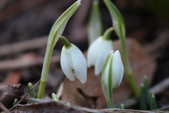 21-feb-17-dubbla-snodroppar