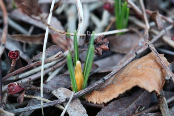 21-feb-17-gul-krokus