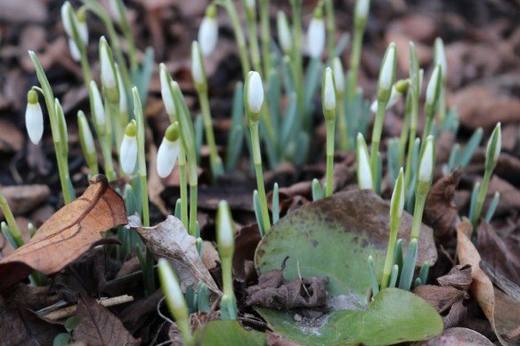 21-feb-17-snodroppar