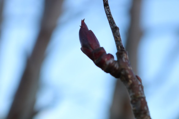 21-feb-17-ullungronn