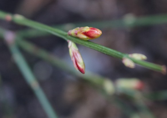 21-feb-17-vinterjasmin