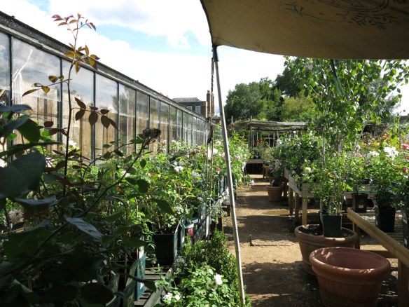6-aug-15-petersham-nurseries-4