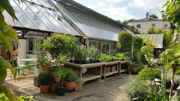 7-aug-15-clifton-nurseries-5