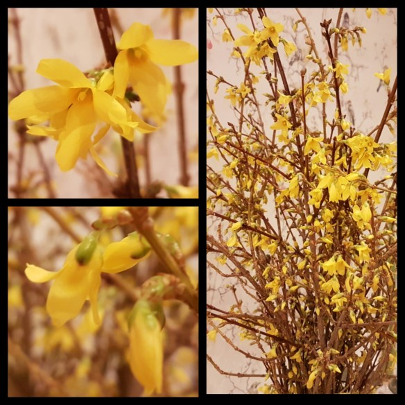 img_2017-02-08_18-19-28