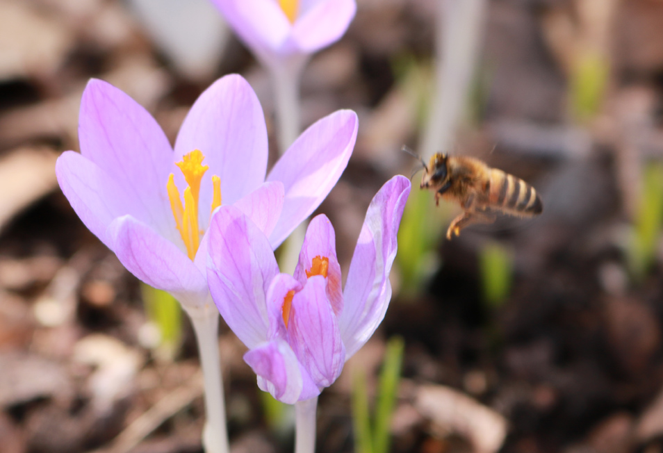 7 april 18 krokus bi