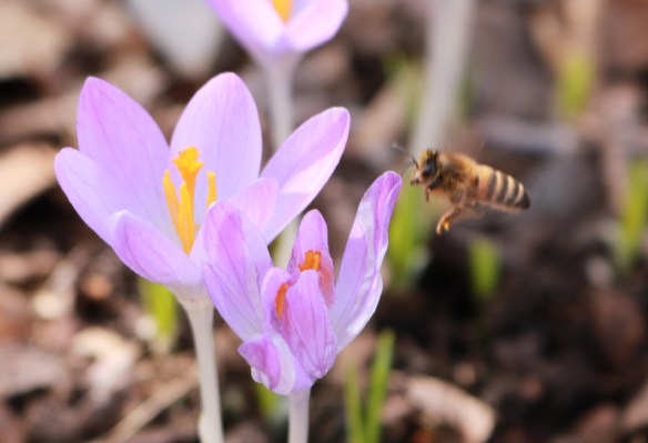 7 april 18 krokus bi