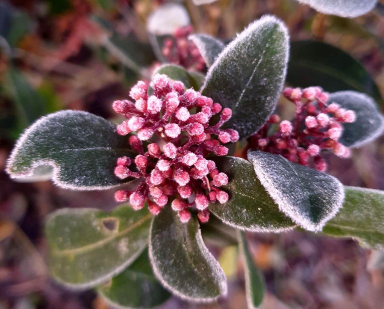 japansk rönn Sorbus commixta ‘Carmencita’ | Kristinas oas