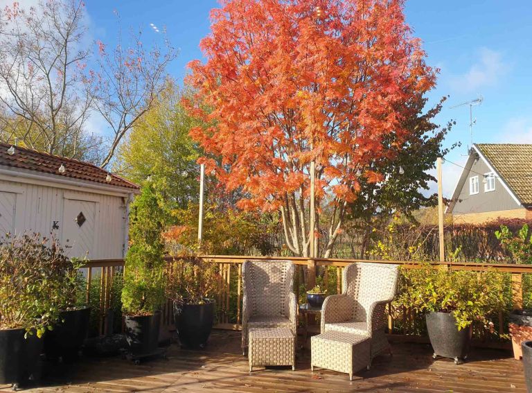 japansk rönn Sorbus commixta ‘Carmencita’ | Kristinas oas