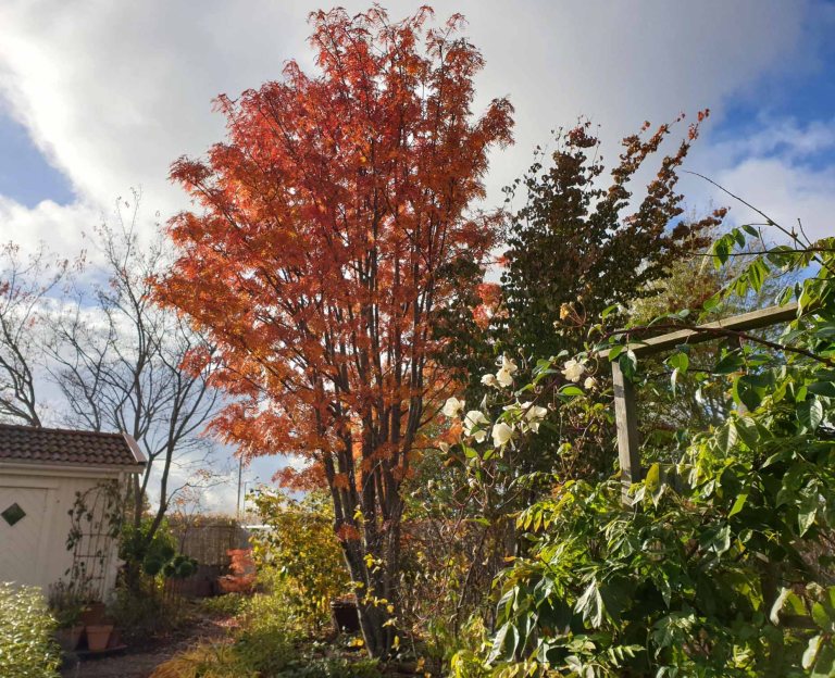 japansk rönn Sorbus commixta ‘Carmencita’ | Kristinas oas