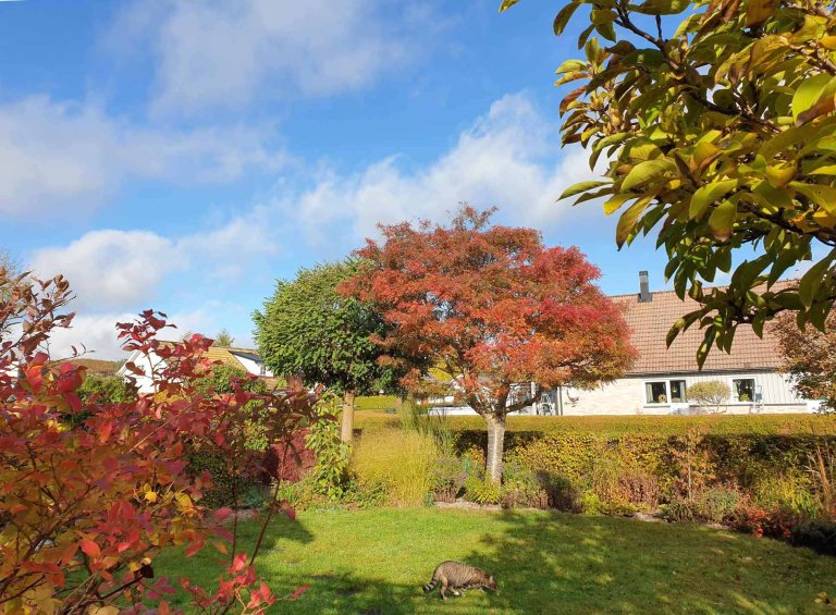 japansk rönn Sorbus commixta ‘Carmencita’ | Kristinas oas
