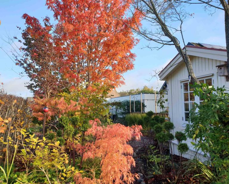 japansk rönn Sorbus commixta ‘Carmencita’ | Kristinas oas