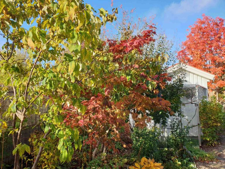 japansk rönn Sorbus commixta ‘Carmencita’ | Kristinas oas