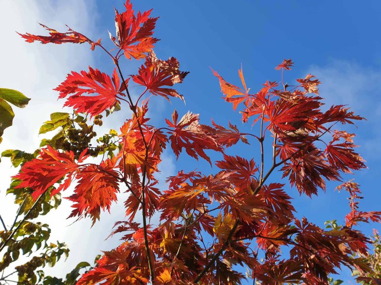 japansk rönn Sorbus commixta ‘Carmencita’ | Kristinas oas