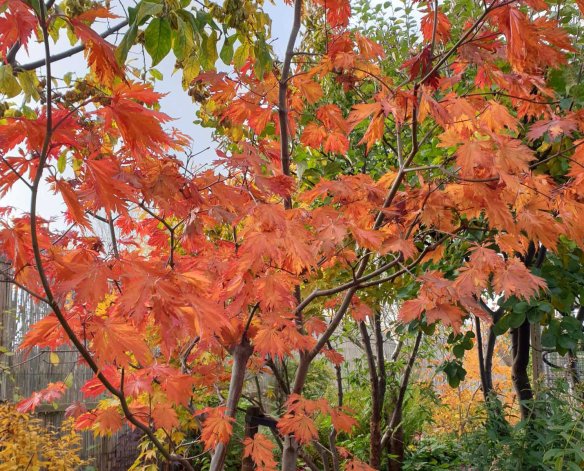 japansk rönn Sorbus commixta ‘Carmencita’ | Kristinas oas