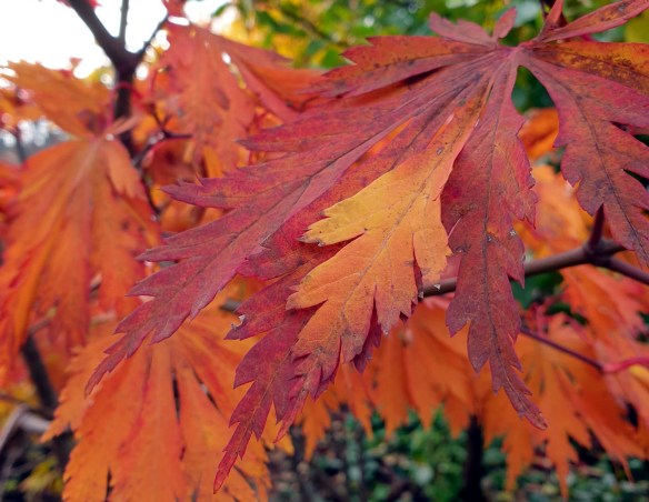 japansk rönn Sorbus commixta ‘Carmencita’ | Kristinas oas