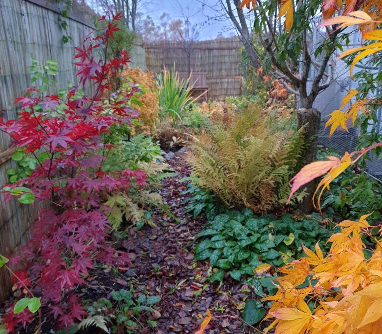 japansk rönn Sorbus commixta ‘Carmencita’ | Kristinas oas